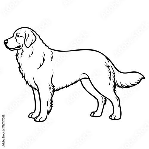 Golden retriever dog standing in profile view