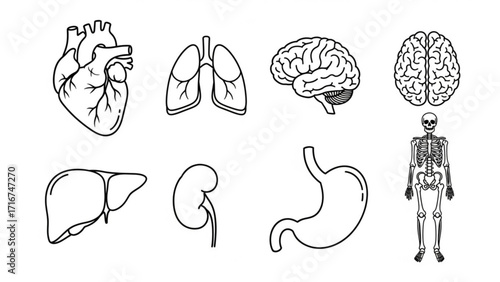 Anatomical line art of human organs and skeleton for medical illustration and educational resources, perfect for science and health projects