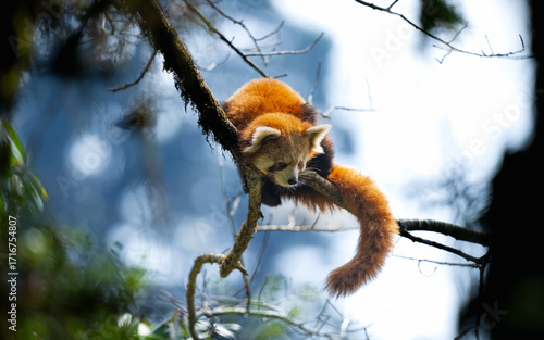 Red panda 2