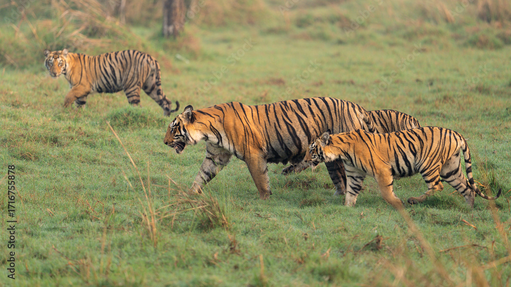Fototapeta premium Tiger family
