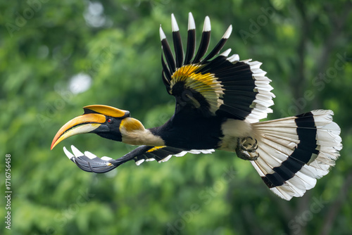 Great hornbill 4