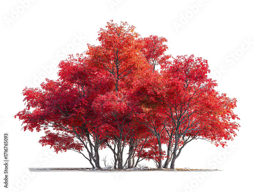 PNG of Vibrant red autumn trees creating a stunning contrast against a clear sky.