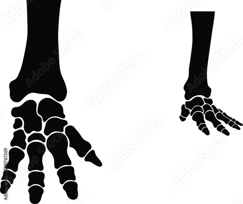 High-Resolution Silhouettes in Black and White, Artistic Display of Anatomy, Graphic Design Context