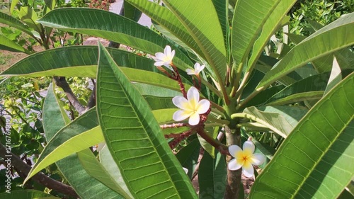 Close-up view of plumeria tree branch with elongated green leaves and delicate white flowers with yellow centers blooming under sunlight. Frangipani flowers footage. Relaxation, nature, exotic beauty