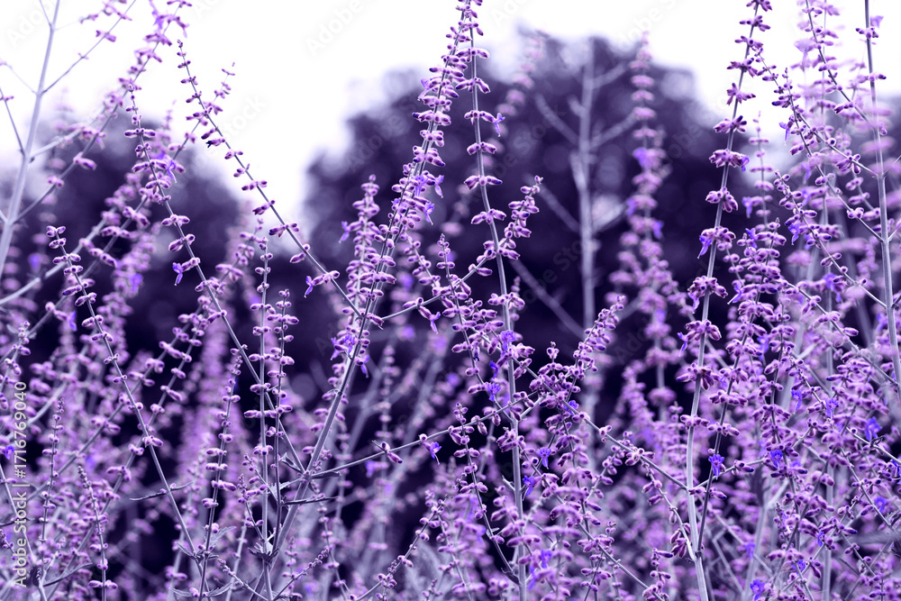 Fototapeta premium Horizontal photo of blooming lavender in soft sunlight. Close-up of delicate purple flowers with blurred background, symbolizing relaxation, health, beauty, perfume, nature, and harmony.