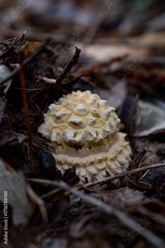 Early stages Amanita muscaria, Chile