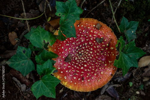 Amanita muscaria in the forest, Valdivia, Chile