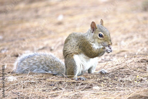 squirrel in the park