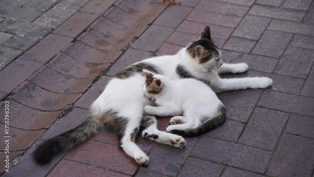 Fototapeta premium Kot na ulicy w Turcji