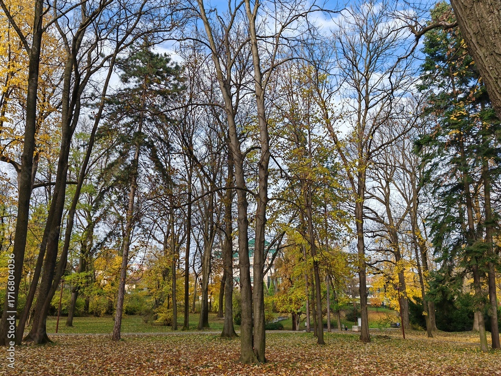 Fototapeta premium Autumn forest trees with fallen leaves