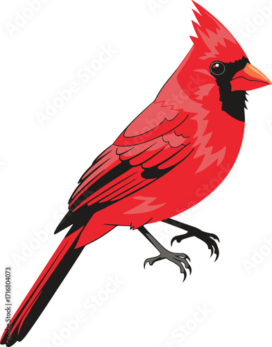 Close-up illustration of a male Northern Cardinal, showcasing its rich red plumage, black mask, and sharp beak