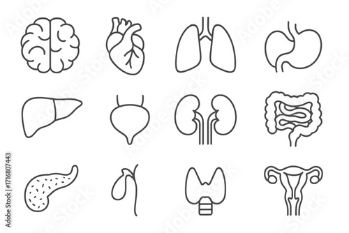 Human internal organs thin line icon set. Anatomy and medical symbols. Brain, heart, lungs, liver, kidneys, stomach, intestine, bladder, pancreas vector editable stroke icons.