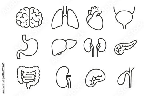 Internal organs line icon set. Human anatomy pictograms for medical and healthcare design. Brain, heart, lungs, liver, stomach, kidney, intestine symbols. Editable stroke.