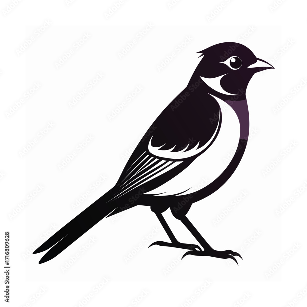 Obraz premium A bulbul bird perched quietly in silhouette