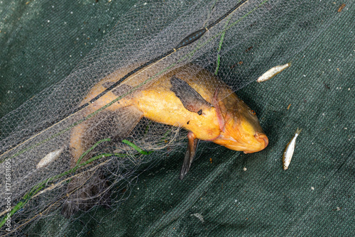 Large freshwater tench (Tinca tinca) caught in a fishing net together with small river fish, concept of illegal fishing, poaching and environmental problems, overfishing