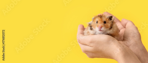 Hands with cute funny hamst...