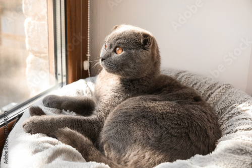 Cute scottish fold cat rela...