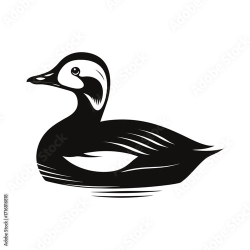 Bold silhouette of a king eider swimming calmly