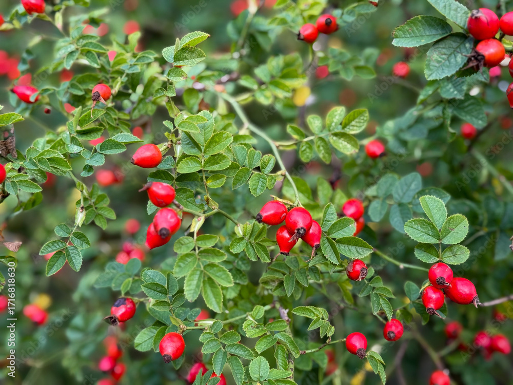 Obraz premium Red fruits of rosa rugosa rose hip in summer autumn garden close up