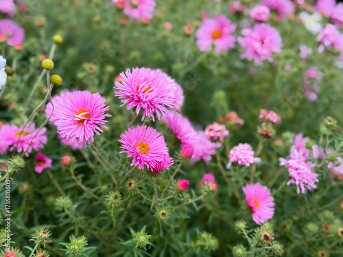 Beautiful blooming pink Aster flowers in summer autumn garden close up, floral wallpaper background with pink Aster novae-angliae