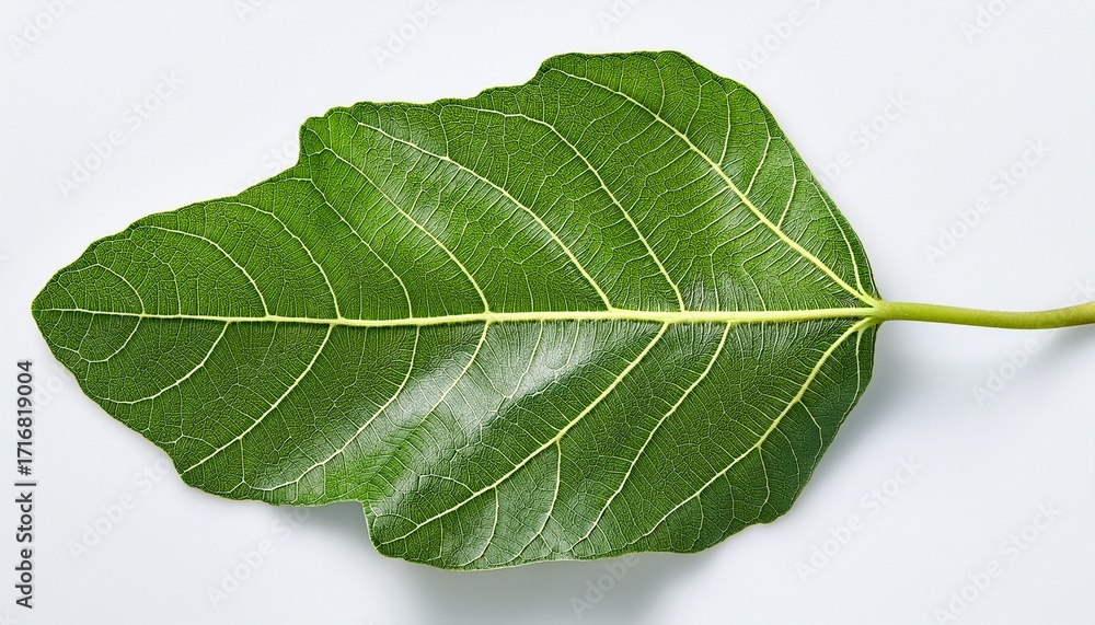 Obraz premium Fig Leaf Is On The White Background