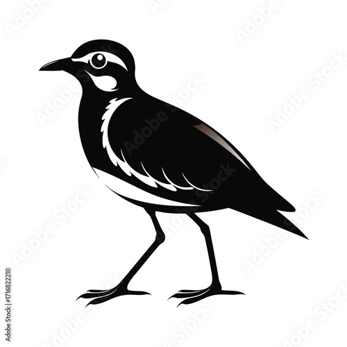 Medium sized flightless bird walking calmly illustration