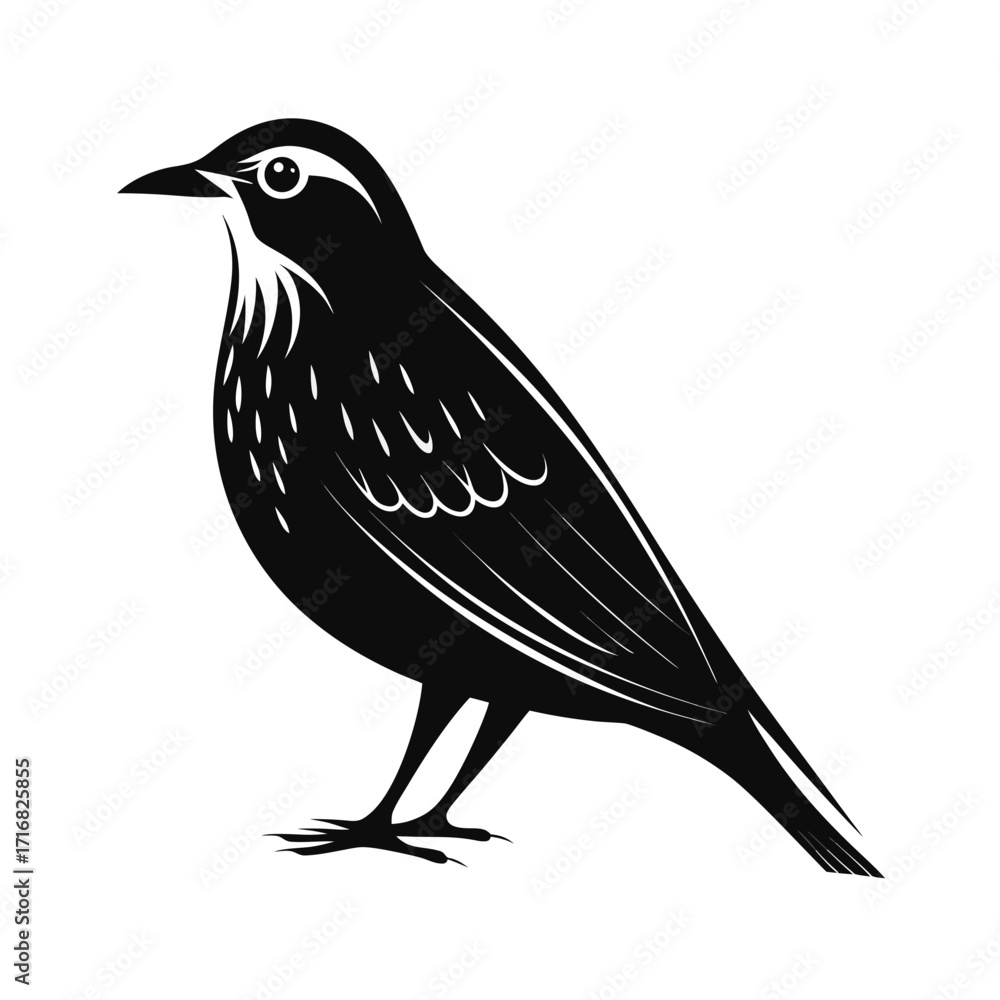 Fototapeta premium Calm pipit bird silhouette standing on white background