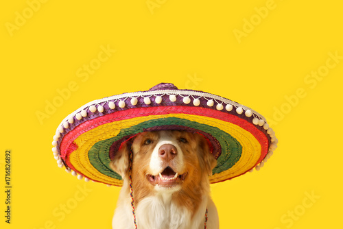 Funny dog in sombrero hat o...