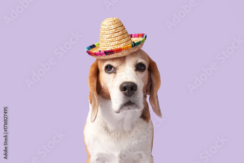Cute Beagle dog in sombrero...