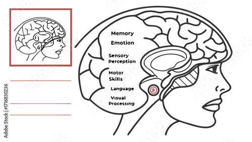Detailed Line Art Illustration of a Human Brain with Labeled Regions