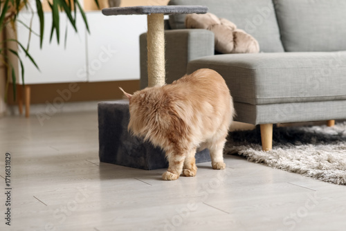 Maine Coon cat near its hou...