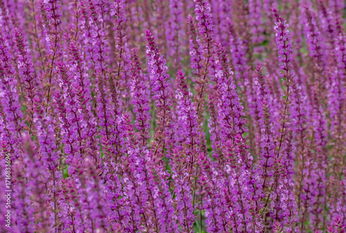 Steppen-Salbei (Salvia nemorosa)