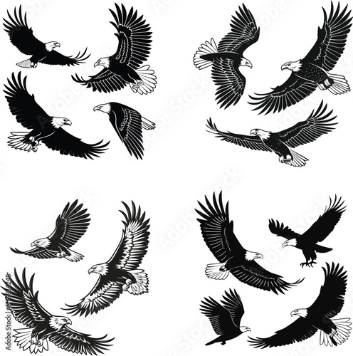 Collection of Bald Eagle Silhouettes in Flight bird
