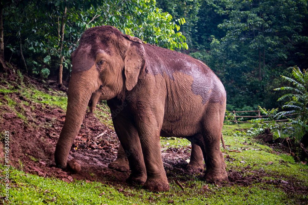 Obraz premium Asian Elephant 