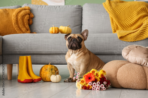 Cute French bulldog with fl...