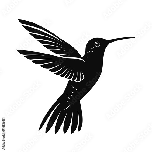 Anna s hummingbird in elegant mid air flight