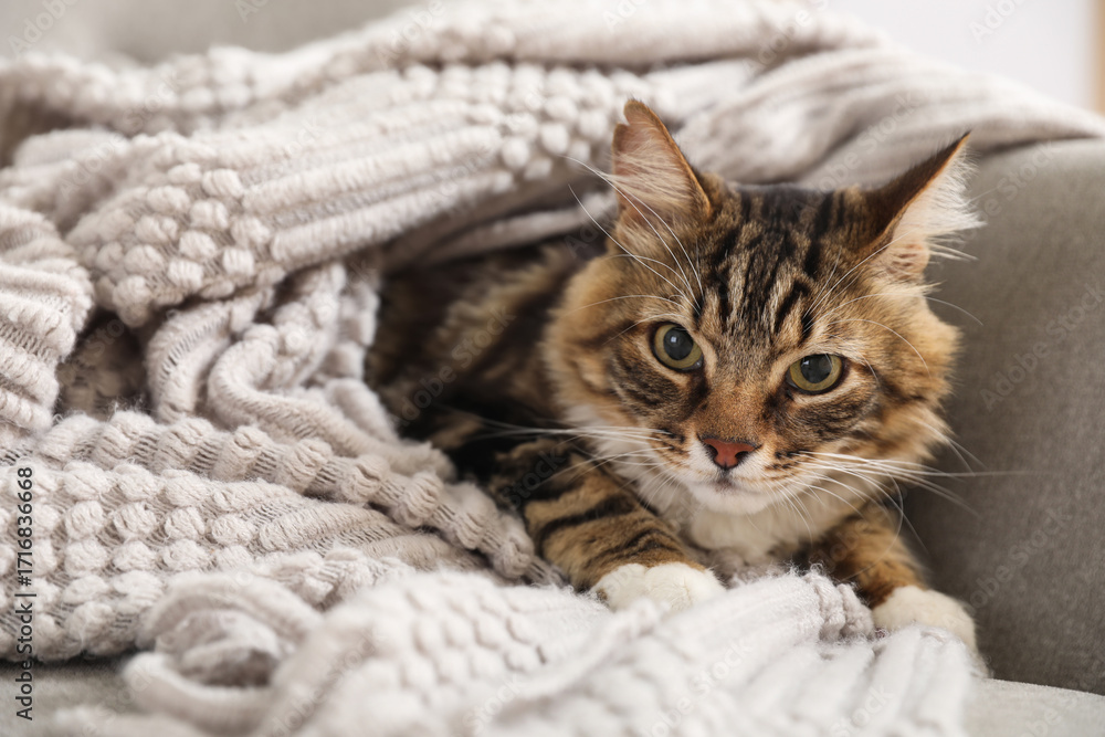 Naklejka premium Cute cat wrapped in soft blanket lying on sofa in living room at home