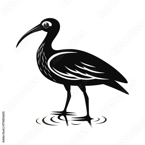 An ibis bird standing in shallow water with a striking silhouette