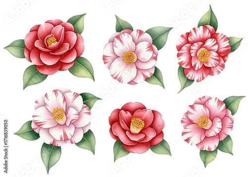 Vibrant collection of camellia flowers vector set includes red blossoms and striking pink-and-white striped flowers with green leaves.