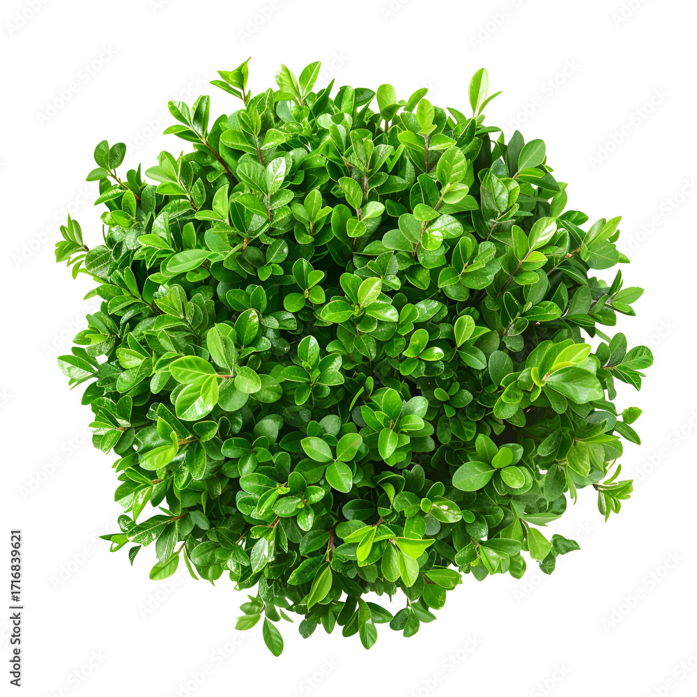 Obraz premium Overhead view of a lush green bush on a black background