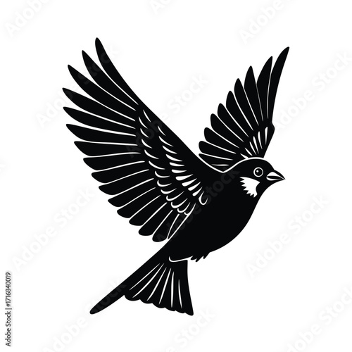 Majestic sparrow in full flight with wings spread