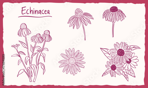 Echinacea flowers plant illustration - hand drawn sketch