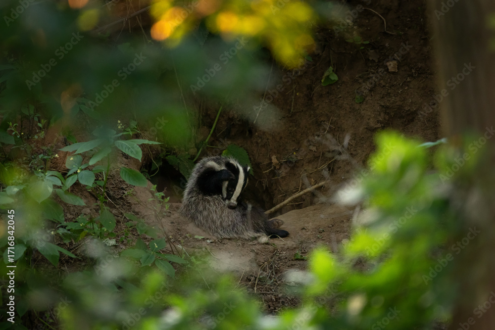 Obraz premium A european badger near its burrow. A family of badgers in a springtime forest. A badger is cleaning its fur near its burrow. 