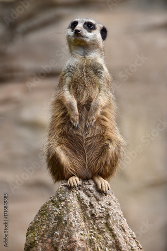 Meerkat standing upright on a rock, attentively scanning the surroundings. The sharp animal portrait contrasts with a blurred green natural background, symbolizing alertness and wildlife.
