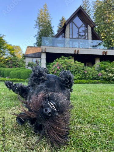 Silly dog rolled over in yard