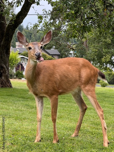 Deer with tongue out