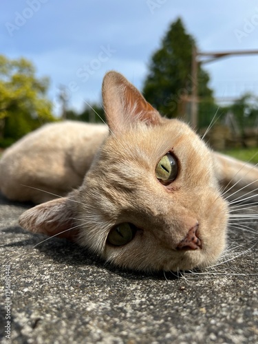 Close up of a cat laying on sidewalk