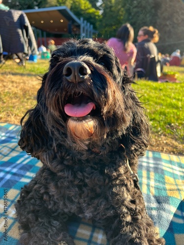 Happy dog at the park sitting on picnic blanket