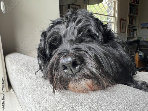 Dog resting head on couch sleeping