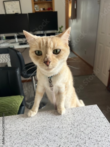 Cat demanding food on counter